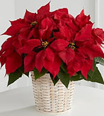 Red Poinsettia Basket (Small) Red Poinsettia Basket (Small)